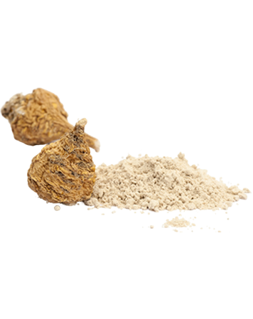 MACA ROOT