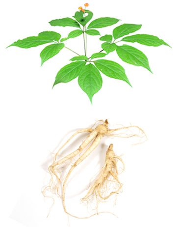 PANAX GINSENG