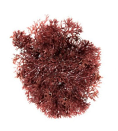WILDCRAFTED SEA MOSS