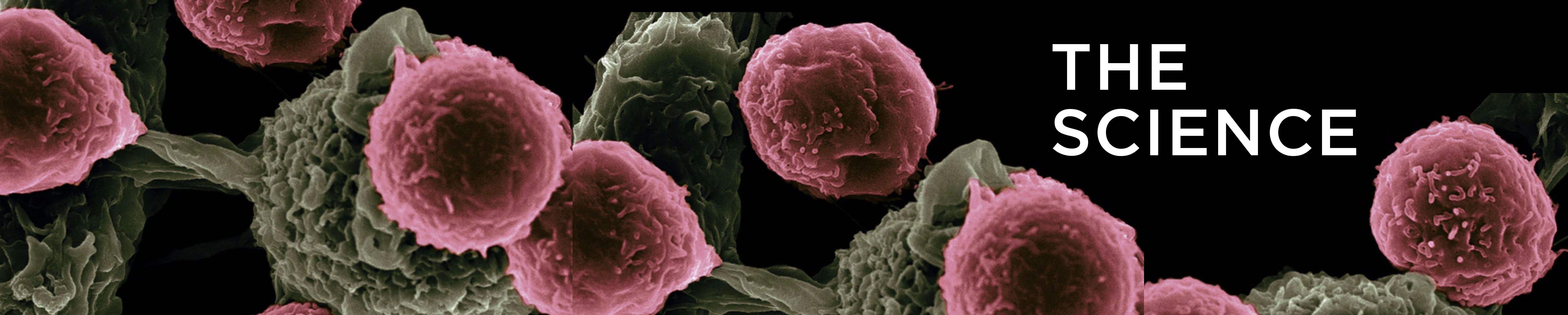 banner_img